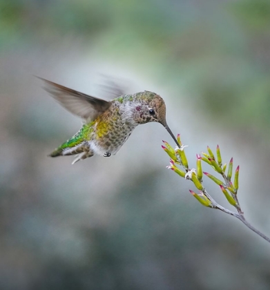 Picture of SMALL HUMMINGBIRD AND TINY FLOWER