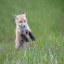Picture of BABY FOX