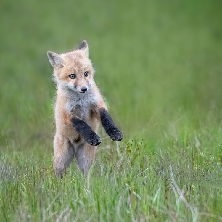 Picture of BABY FOX
