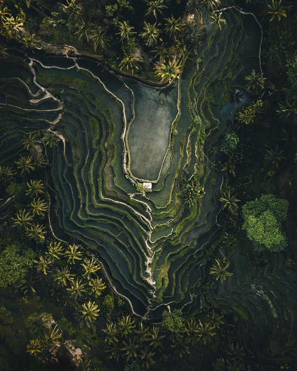 Picture of RICE TERRACE