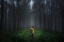 Picture of ANXIOUS FOREST