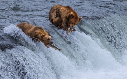 Picture of WHO WILL SURVIVE-SALMON RUNNING INTO BEARS MOUTH