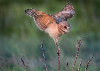 Picture of READY TO HUNT
