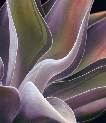 Picture of AGAVE SUMMER ABSTRACT