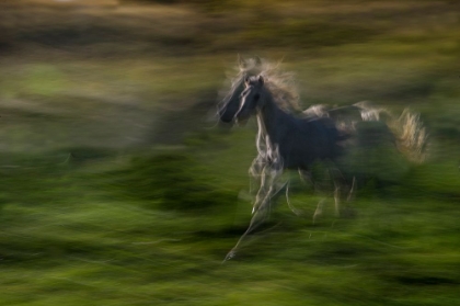 Picture of GALLOPING