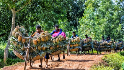 Picture of MOVING PINEAPPLE