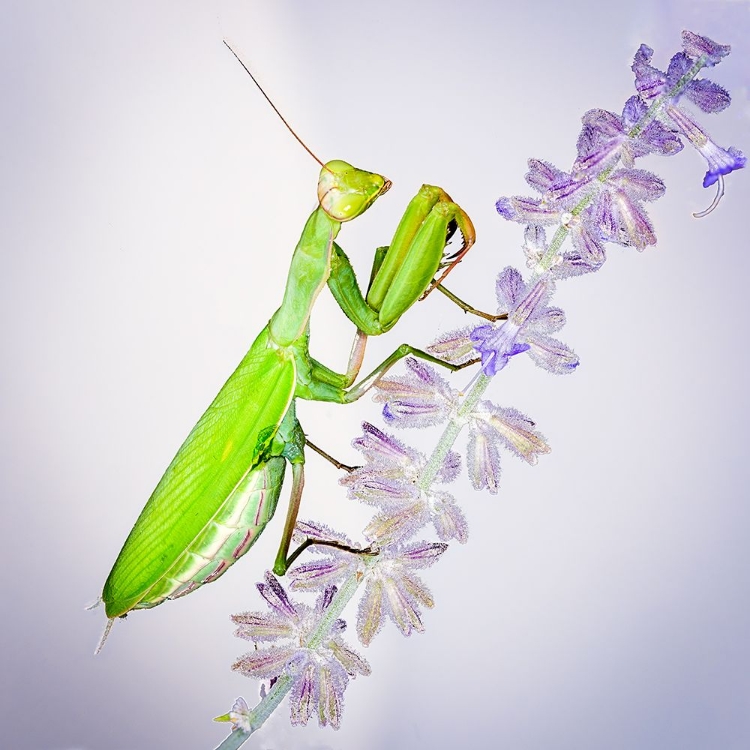 Picture of PRAYING MANTIS ON RUSSIAN SAGE