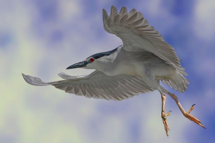 Picture of NIGHT HERON DANCE