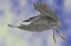 Picture of NIGHT HERON DANCE