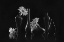 Picture of DAISY MELODY