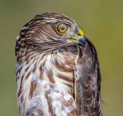 Picture of HAWK-EYE