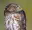 Picture of HAWK-EYE