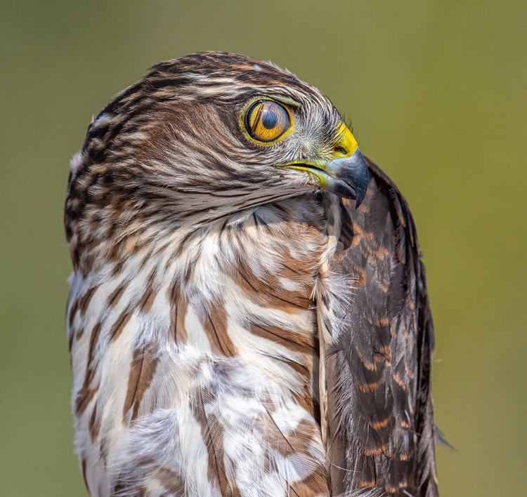 Picture of HAWK-EYE