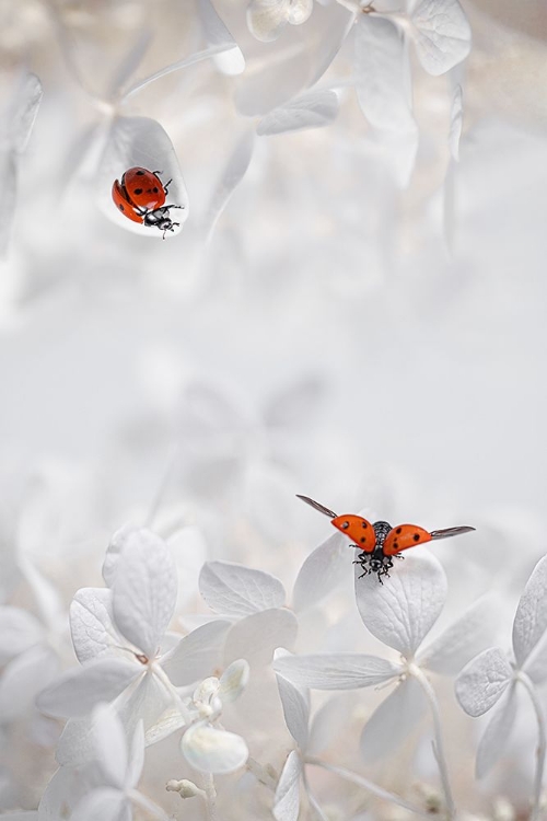 Picture of LADYBUG AMONG FLOWERS