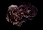 Picture of ROSES