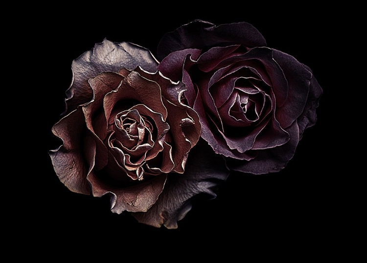 Picture of ROSES