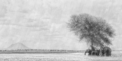 Picture of AFRICAN LANDSCAPE