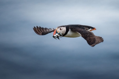 Picture of PUFFIN WITH FISHES IN ITS BEAK