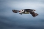 Picture of PUFFIN WITH FISHES IN ITS BEAK