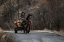 Picture of TIMBER TRANSPORTER 01