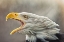 Picture of THE BALD EAGLE (HALIAEETUS LEUCOCEPHALUS)
