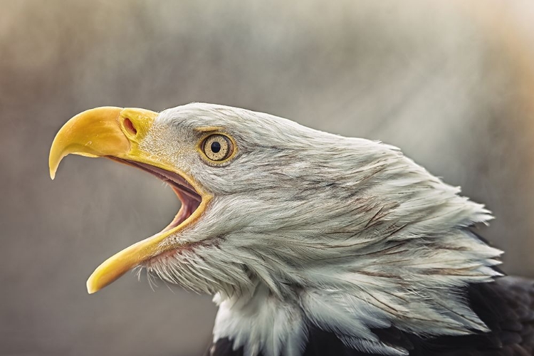 Picture of THE BALD EAGLE (HALIAEETUS LEUCOCEPHALUS)