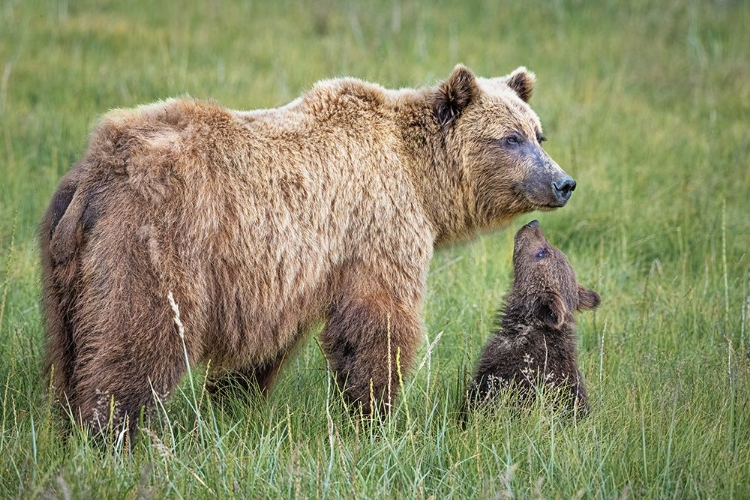 Picture of BEARABLE ADORATION