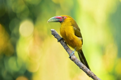 Picture of SAFFRON TOUCANET