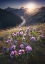 Picture of GUOZIGOU BRIDGE IN FULL BLOOM