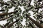Picture of TREES