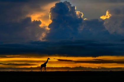 Picture of GIRAFFE AT SUNSET