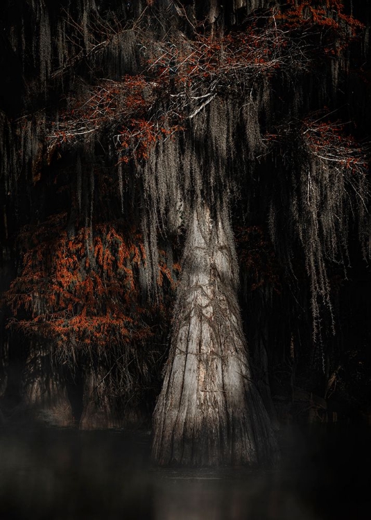 Picture of CYPRESS TREE