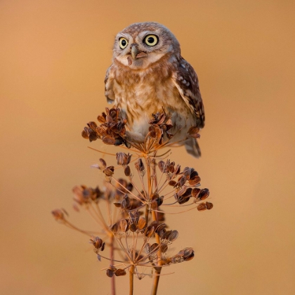 Picture of LITTLE OWL