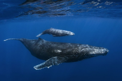 Picture of HUMPBACK WHALES