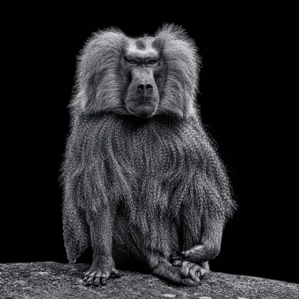 Picture of BABOON