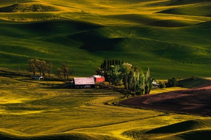 Picture of PALOUSE WHEAT FIELDS
