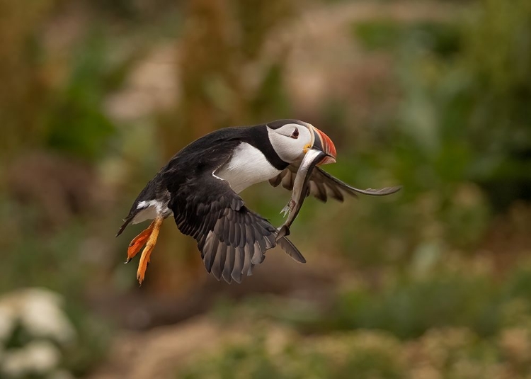 Picture of RETURN FROM FISHING