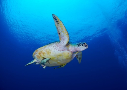 Picture of SEA TURTLE