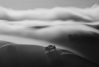 Picture of A TREE IN FOG