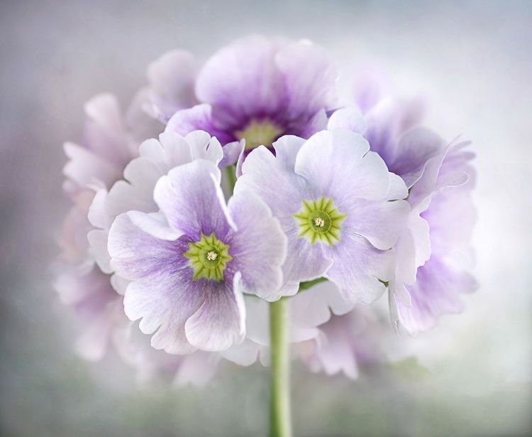 Picture of PRIMULA