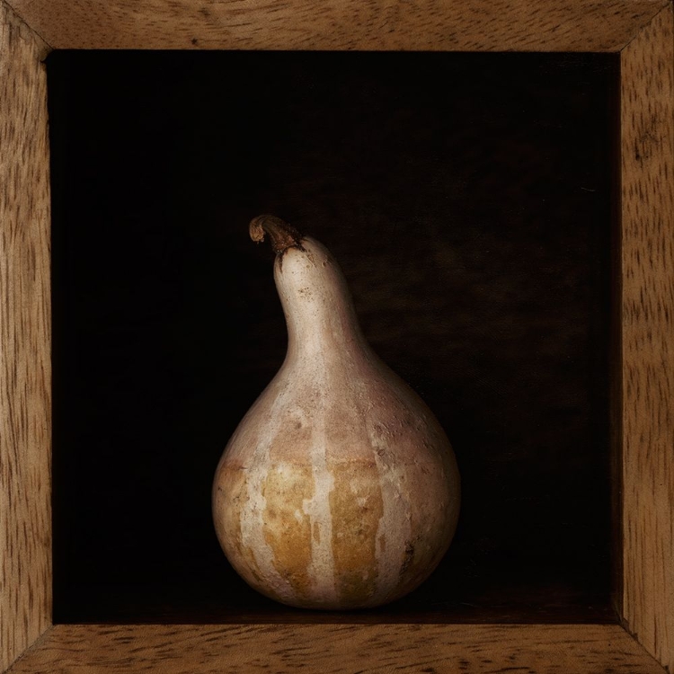Picture of GOURD IN A BOX