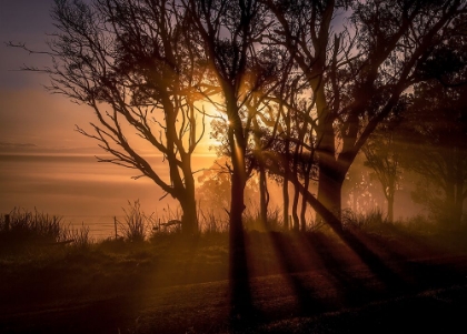 Picture of SUNRISE OVER MORNING MIST