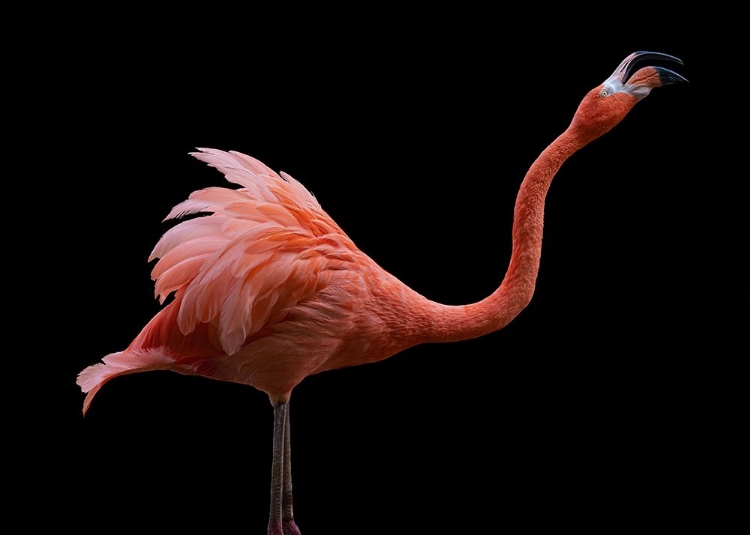 Picture of FLAMINGO