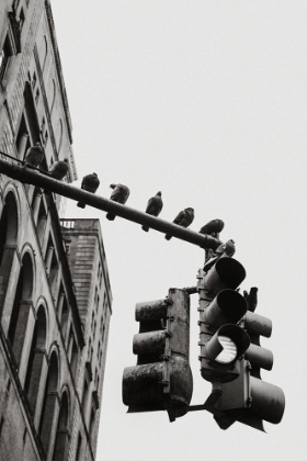Picture of NEW YORK CITY DOVES