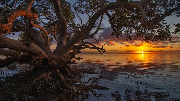 Picture of SUNRISE AT NUDGEE BEACH