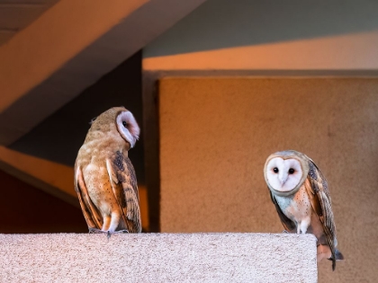 Picture of AMERICAN BARN OWL