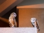 Picture of AMERICAN BARN OWL