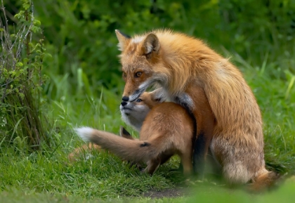 Picture of RED FOX