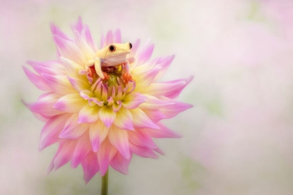 Picture of ALBINO RED EYED TREE FROG ON A DAHLIA
