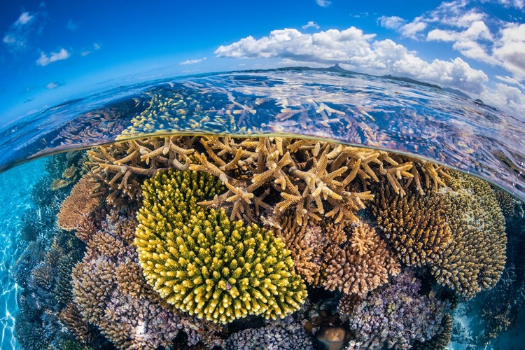 Picture of AT LOW TIDE